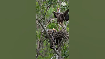 😱 python vs eagle #animallife #trending #python #eagle #snake #egg #viralvideo #shorts #nest #video
