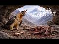 WILD EVEREST | The Apex Predators of the Peaks of Eternal Snow | Animal Documentary