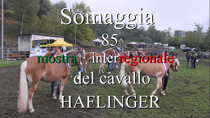 85 Mostra Interregionale del cavallo HAFLINGER . S...