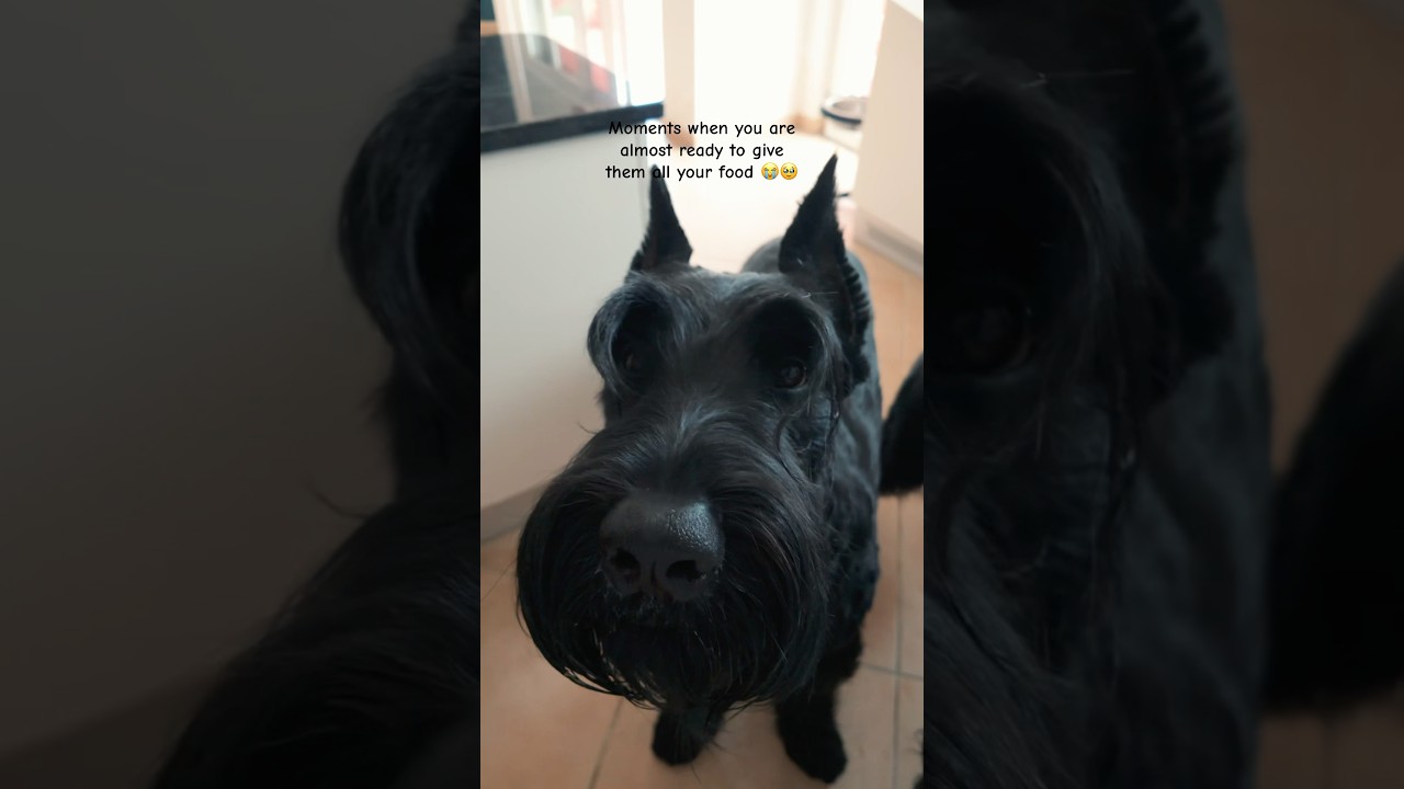 So hard to resist! 😭 Dogs got some apple slice  🐶🍏