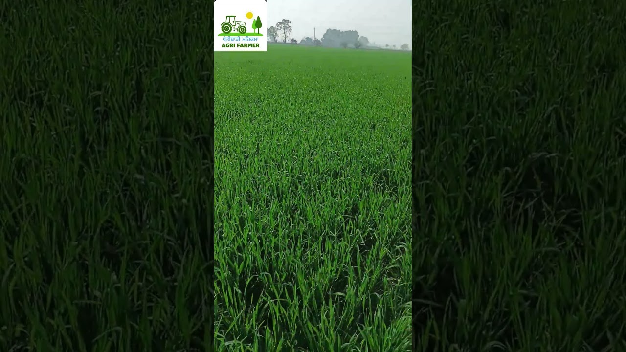 🌾🌾ਕਣਕ ਕਾਲੀ ਸ਼ਾਹ ਹੋਜੋ! 