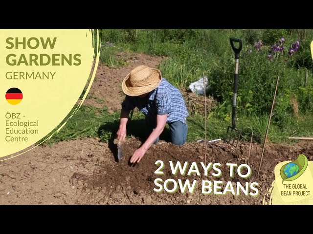 Andrea's gardening tips: 2 ways to sow bush beans (June) - ÖBZ 🇩🇪 #2 | Global Bean Show gardens