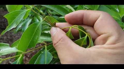 Hôm Nay Mưa Hôm Qua Vẫn Tưới Nước Kích Lộc Vải Thiều Lục Ngạn I Núi Đồi Lục Ngạn