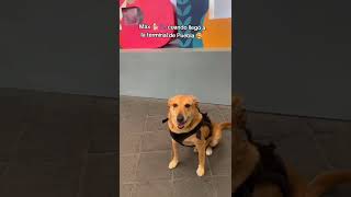 MÁX DE VIAJE POR PUEBLA🐾🐕