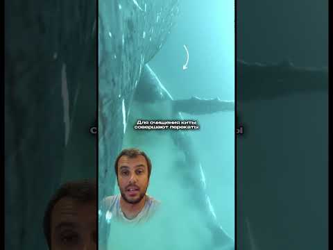 Спа-процедуры для китообразных🐋