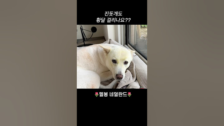 진돗개 사고치자 또 쉴드쳐주는 휴먼동생