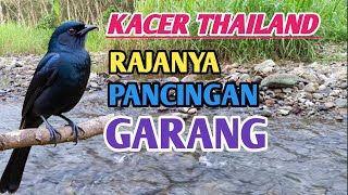 PANCINGAN DARI THAILAND! KACER LANGSUNG NGAMUK NEMBAK 