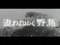 [昭和40年5月] 中日ニュース No.593_2 「追われゆく野鳥」