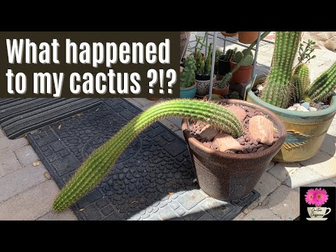 Video: Čo je stĺpový kaktus: Pestovanie peruánskeho jablkového kaktusu v záhrade