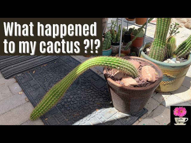 The Effect of Etiolation on a Columnar Cactus - YouTube