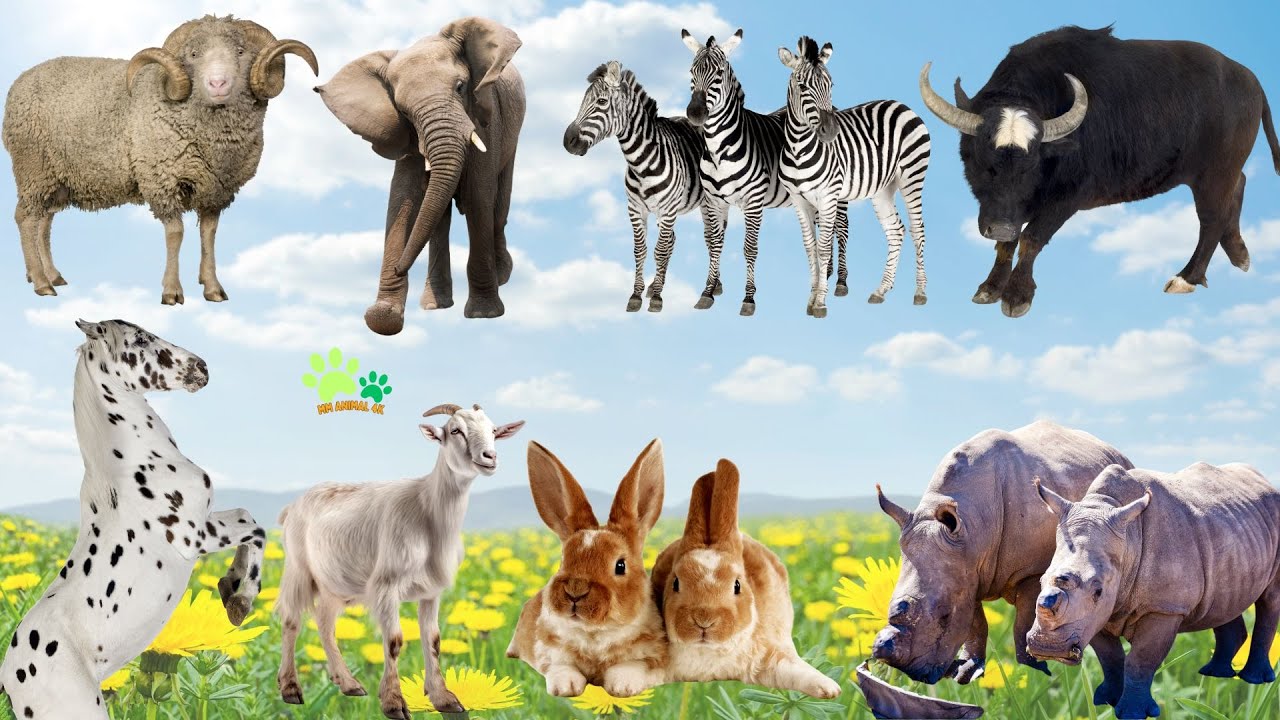 Familiar sounds of animals: Rhino, Rabbit, Goat, Horse, Buffalo, Zebra ...