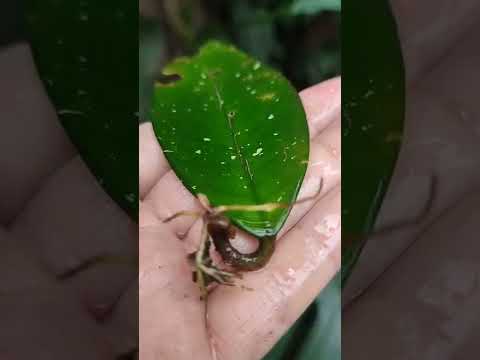 Vídeo: Guia de propagació de plantes de cera: aprèn a propagar plantes d'Hoya