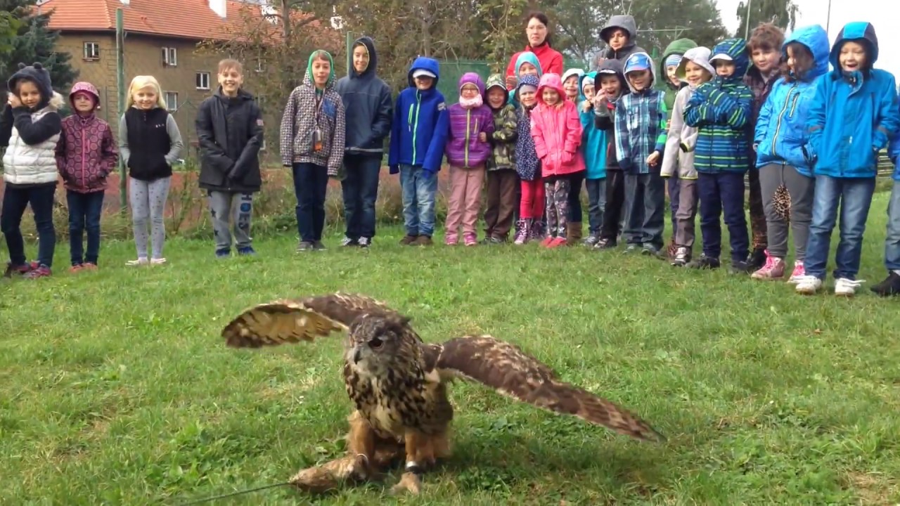 Výr velký - Ketlina