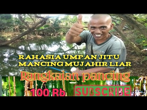 Rahasia umpan jitu mancing mujahir liar || Rangkaian pancing mujahir