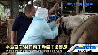 本島首宗!林口肉牛場爆牛結節疹 八大民生新聞 2021041601