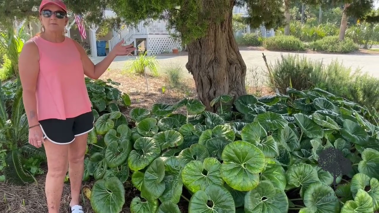 Stunning Fall Foliage with Farfugium Gigantica | Tractor Seats for Your GardenDescription:
