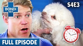 Internal Bleeding Poodle Races Against Time ⏰ | Bondi Vet Season 4 Ep 3 | Bondi Vet Full Episodes