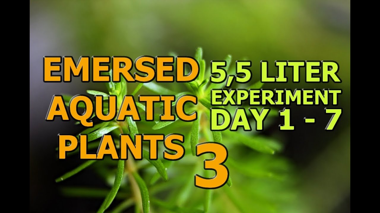 Emersed aquatic plants 3 [HD] YouTube
