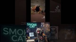 Smoke Cat Spor Yapanları Izliyor Viralreels Gülmek Keşfe