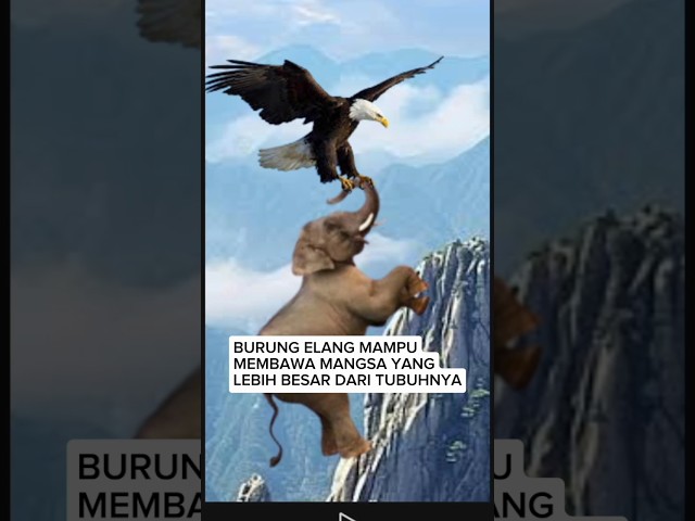 Luar Biasa || Burung Terkuat Di Dunia || The Strongest Bird In The World class=