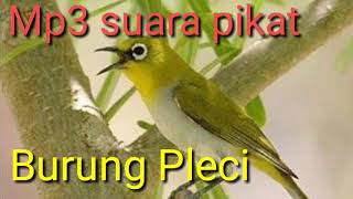 Mp3 suara pikat burung pleci.