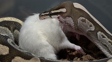 Python Squeezes life from rats body / warning live feeding