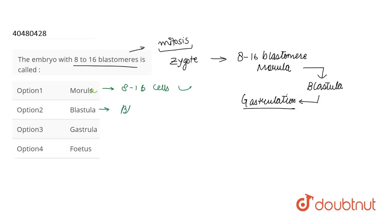 The embryo with 8 to 16 blastomeres is called :