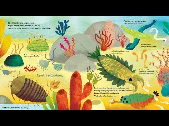 precambrian animals list