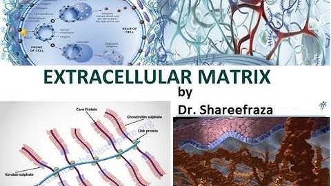 Tissue Engineering, Module 1,  Extra Cellular Matrix (ECM) #vtu #tissueengineering #vtuexams #vlog