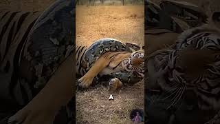 Famous Python Attacks Tiger – Unbelievable Ending! 😱🐍🐅 Wealth