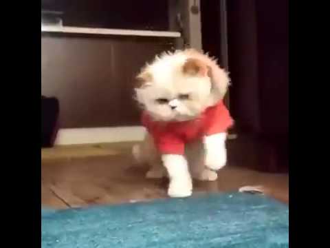 El gato bailando - YouTube