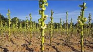 tobacco stalks Tobacco Stalks Destruction importance for sustainable agriculture | FARMING  TIPS