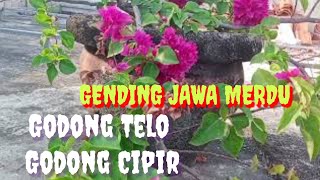 Godong Telo Godong Cipir Enak Didengarkan suradiputrojawi1
