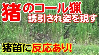 Hunting Commentary] Vol.17 A wild boar responded to the boar 