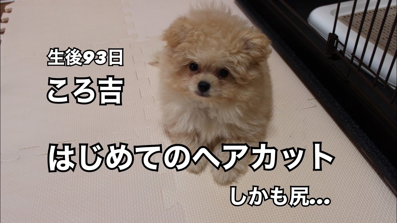 生後93日目 トイプードルとポメラニアンのミックス犬 飼育初心者と子犬ポメプーころ吉の平凡な物語 はじめての ヘアカットに挑戦します Youtube 生後93日目 トイプードルとポメラニアンのミックス犬 飼育初心者と子犬ポメプーころ吉の平凡な物語 はじめての ヘアカットに挑戦します Youtube