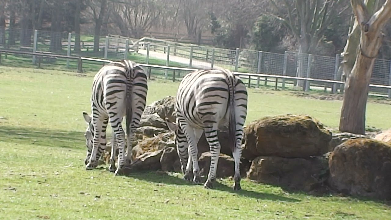 #zebra