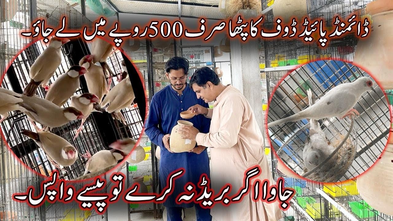 Fawn Java Ke Breeder Pair Ande aur Matki Samet Le Lo Pied Dove Ke ...