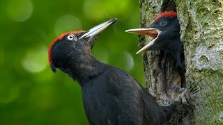 Nesting birds – Black woodpecker (Dryocopus martius)