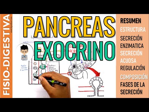 Video: ¿La pancreozimina es una hormona?