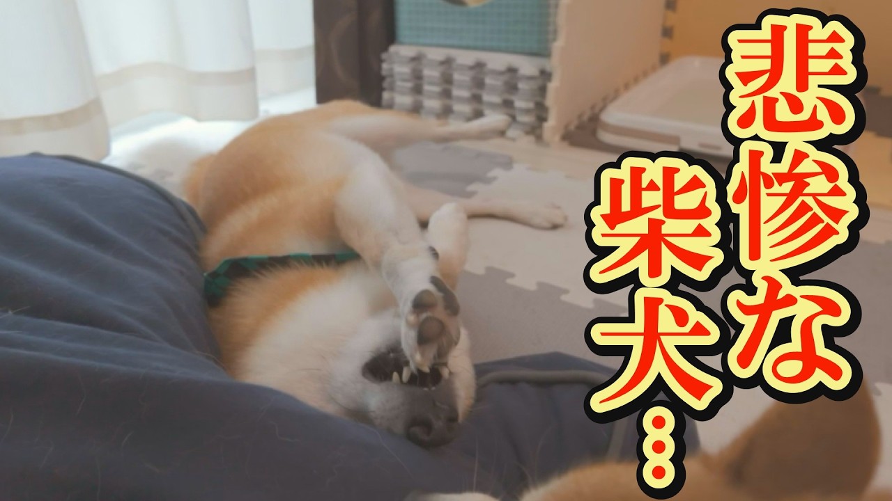 思いっきり回し蹴りを食らい、妹にやりたい放題やられる兄柴犬・・・