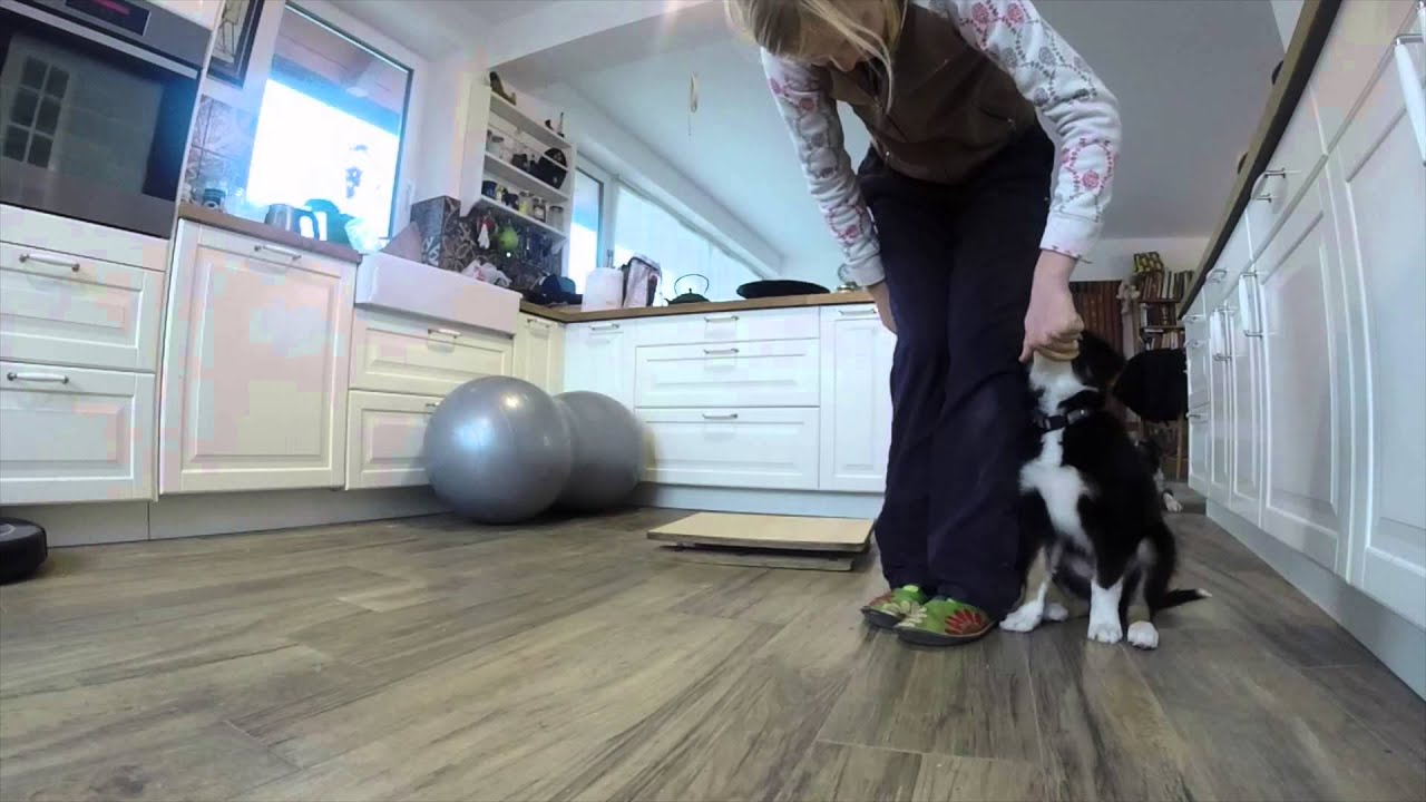 Dog stability exercises Jupi 10 weeks YouTube