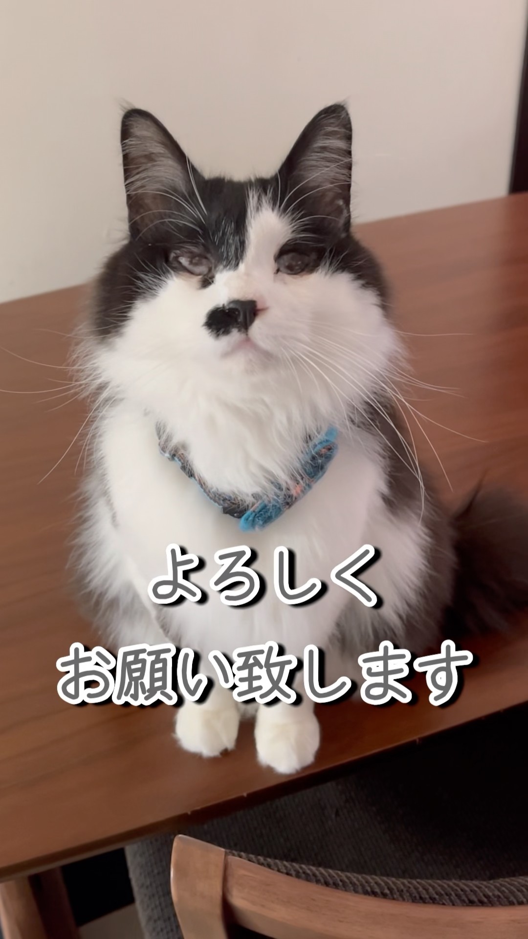 今日からまた3ニャンズとなります！これからも楽しい動画を投稿して
