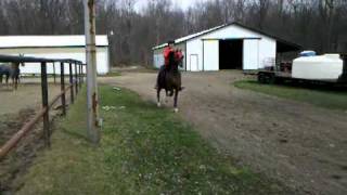 Alexis and diego roadster pony under saddle YouTube Videos