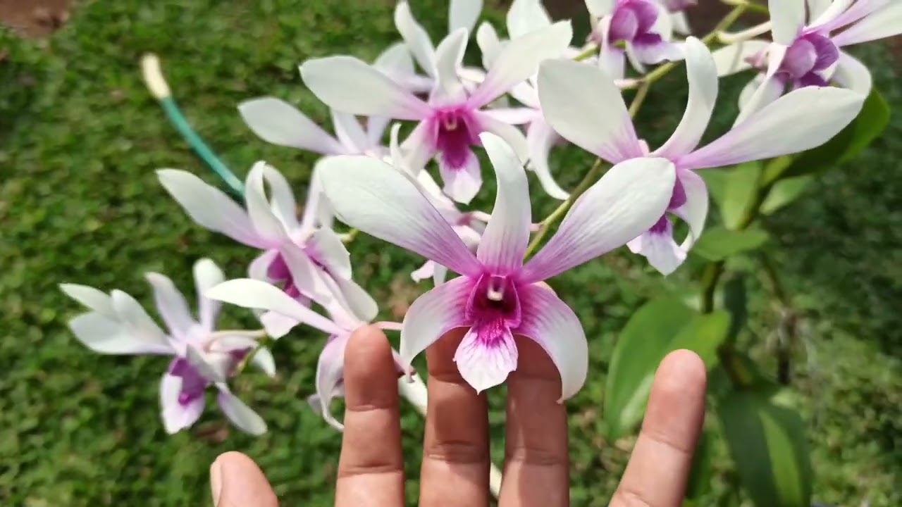 Anggrek yang membuat depan rumah Meriah dan menor!!