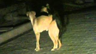 Male dog lovers (dos perritos.wmv)