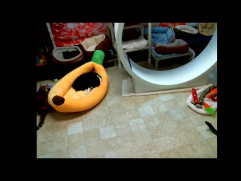 special needs animal rescue Blind Cat Rescue & Sanctuary, Inc Live Stream