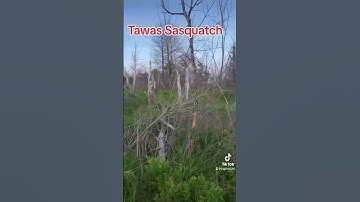 Sasquatch vocalizing #mystery #creature #creepypasta #forestmonster #alien #sasquatch_01 #bigfoot