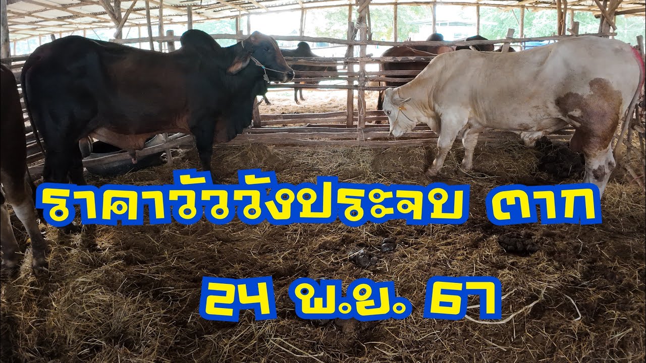 ราคาวัวตลาดนัดโค กระบือวังประจบ ตาก ( 24 พฤศจิกายน 2567 )