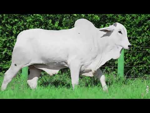 LOTE 98 - REMC A6652, Touro Nelore à venda no 23º MEGA LEILÃO GENÉTICA ADITIVIA 2026