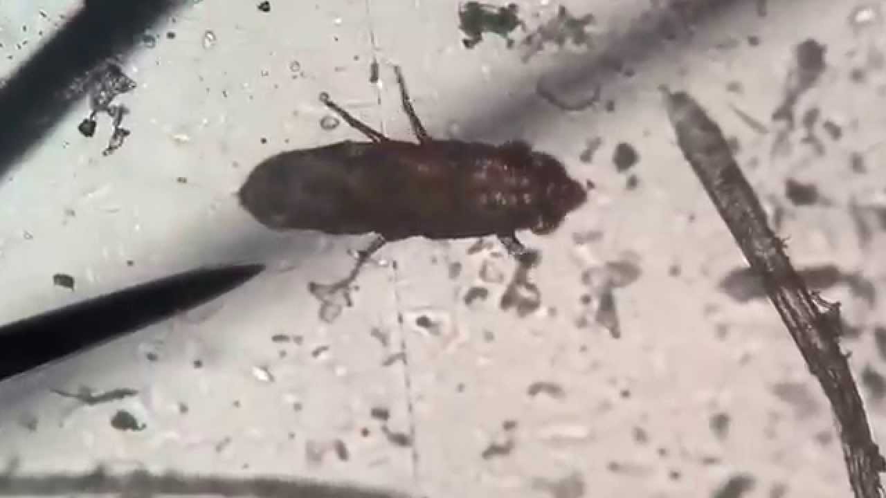 Guinea Pig Mites (Chirodiscoides caviae) - YouTube